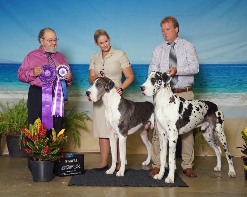 Peternak Great Dane Professional dari Florida